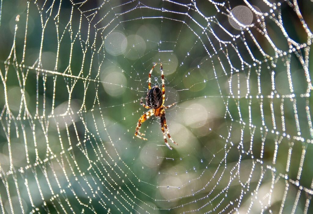 spider, spiderweb, insect, animal, nature, dew, close up, macro, spider, spider, spider, spider, spider, animal, animal, macro