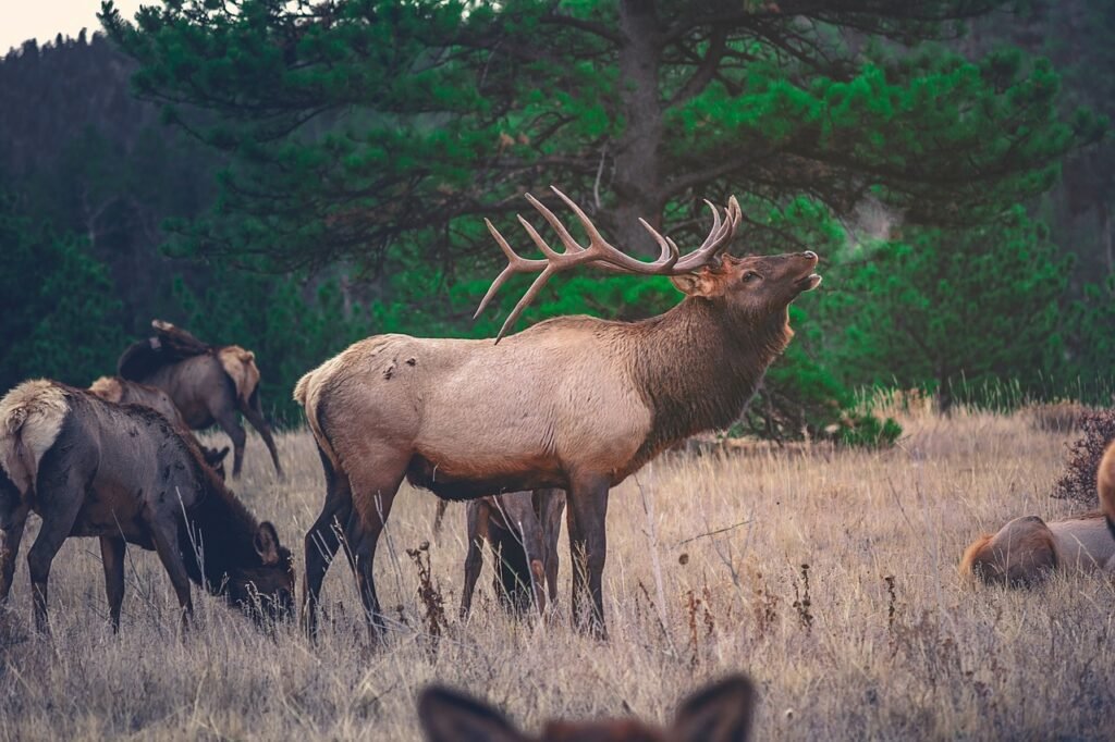 elk, deer, animal, wildlife, woods, forest, grass, green, leaves, trees, nature, elk, elk, elk, elk, elk