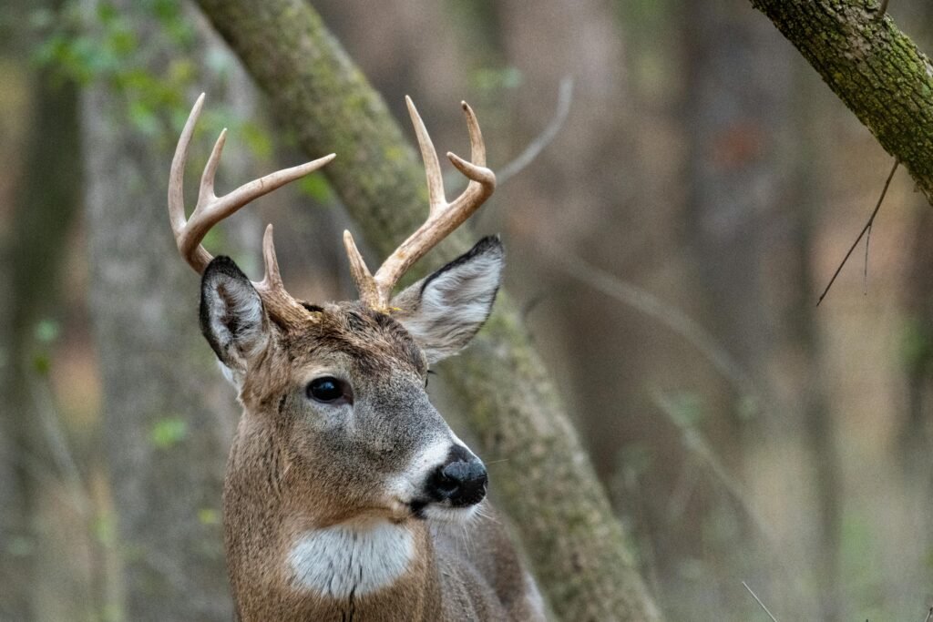 Close-up of a white-tailed deer buck with antlers in a forest setting.